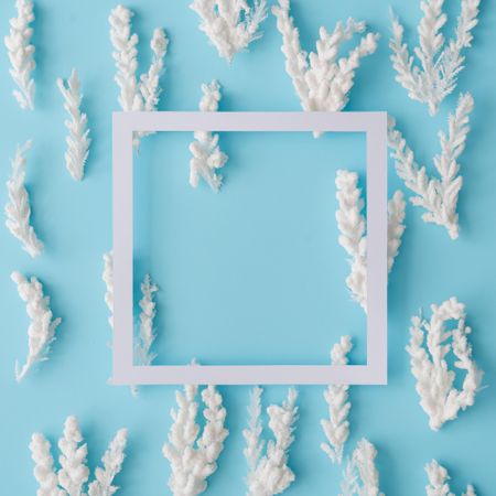 Snowy Christmas tree branches on pastel blue background with  frame