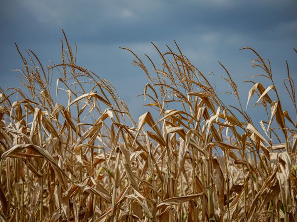 Dry leaves and corn stalks ready for harvest.