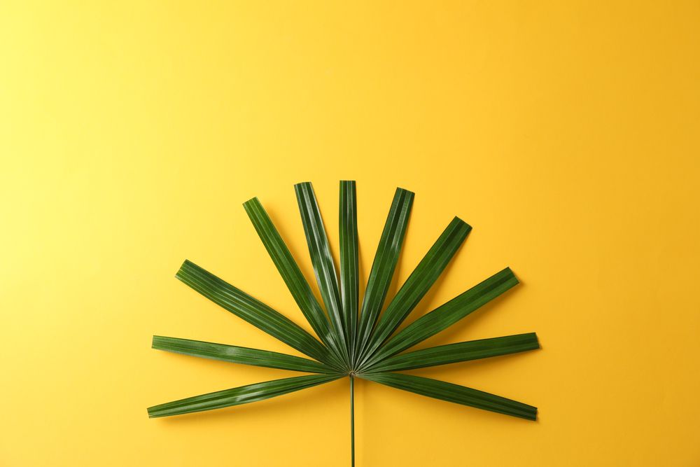 Green washingtonia leaves on yellow background, copy space
