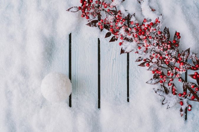 Branch of red holly berries on wooden background with snow
