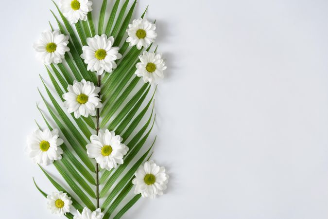 Palm leaf and flowers on light background