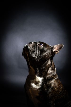 Old bulldog posing in studio