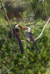 Northern Red-billed Hornbill, Samburu, Kenya
