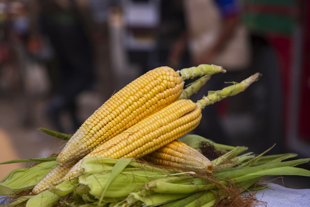 ripe yellow corn cob and green leaves  with Shallow depth of field