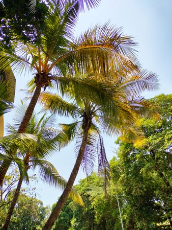 Palm trees under the sunny sky in Navi Mumbai