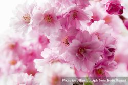 Pink sakura blossom flowers 48zJY0