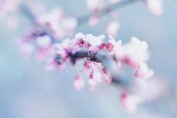 Close up of pink purple flowers on a branch