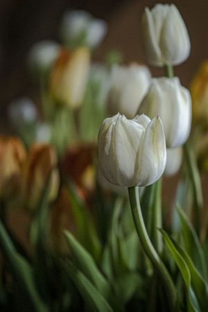 Copake, New York - May 19, 2022: Side view of light tulips