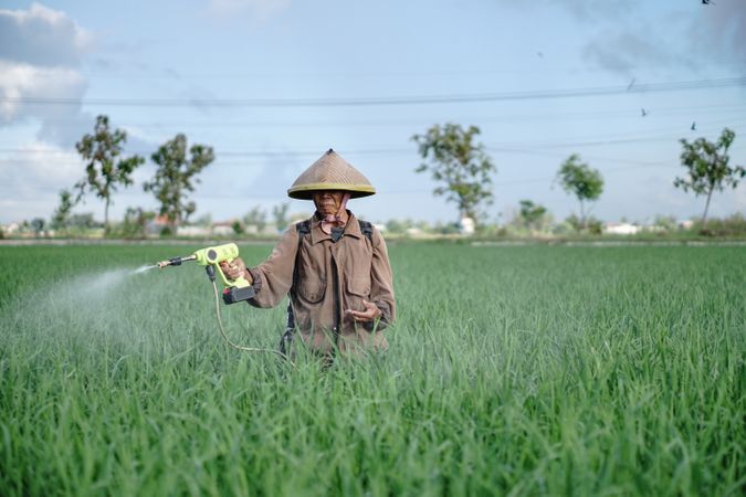 Front view of older Asian male farmer spraying rice green field