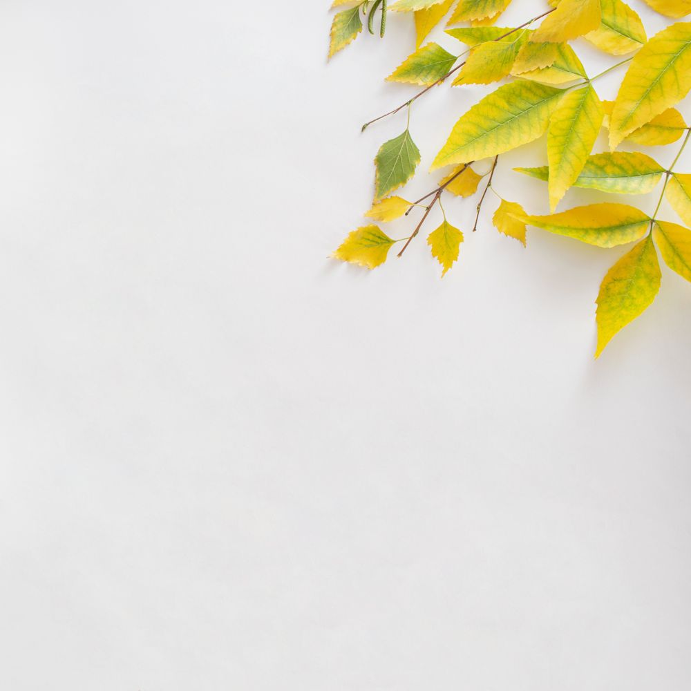 Yellow leaves in the corner of plain background with copy space
