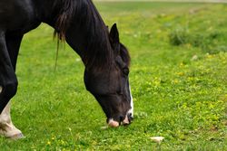 Horse in vibrant green field.