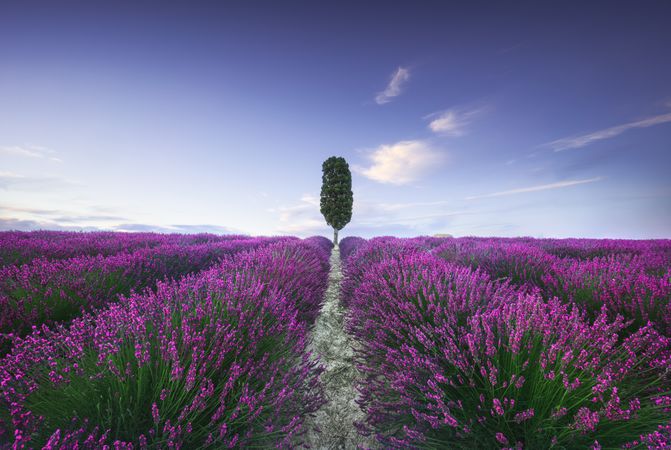 Lavender fields and cypress tree, Orciano, Tuscany, Pisa, Italy