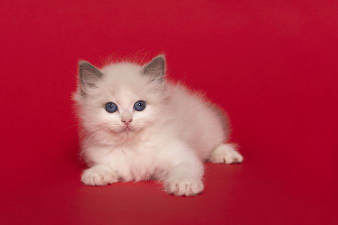 Cute ragdoll kitten with blue eyes lying down on a red background with it paw reaching out