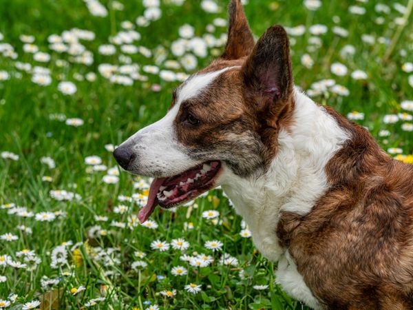 Funny corgi playing on a sunny lawn