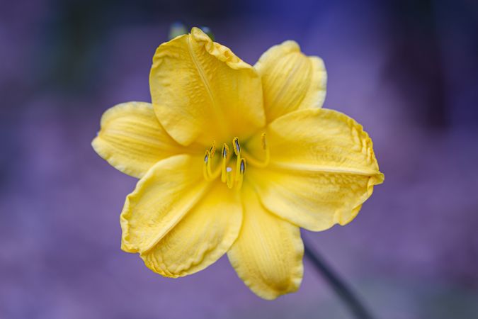 Open yellow lily flower