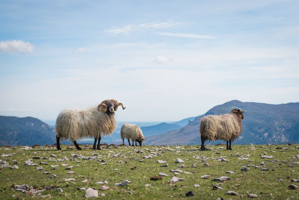 Herd of mountain sheep in field
