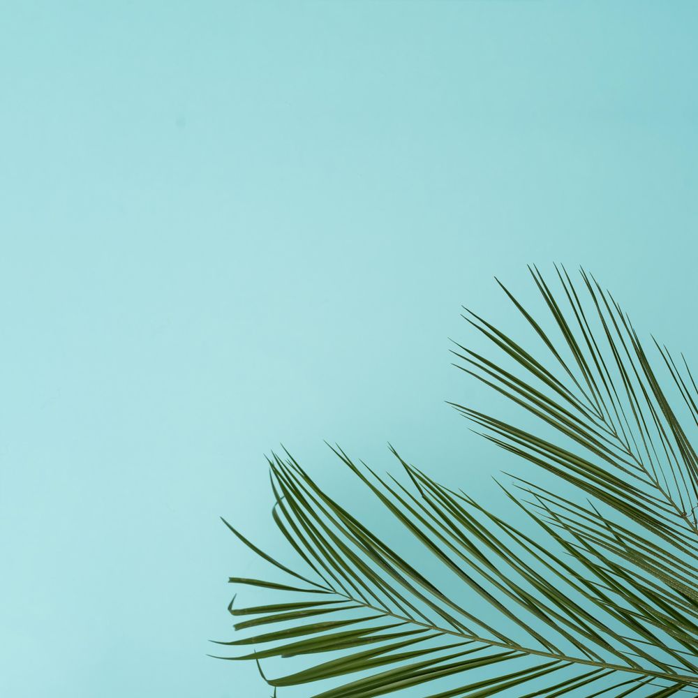 Tropical green leaves on baby blue background