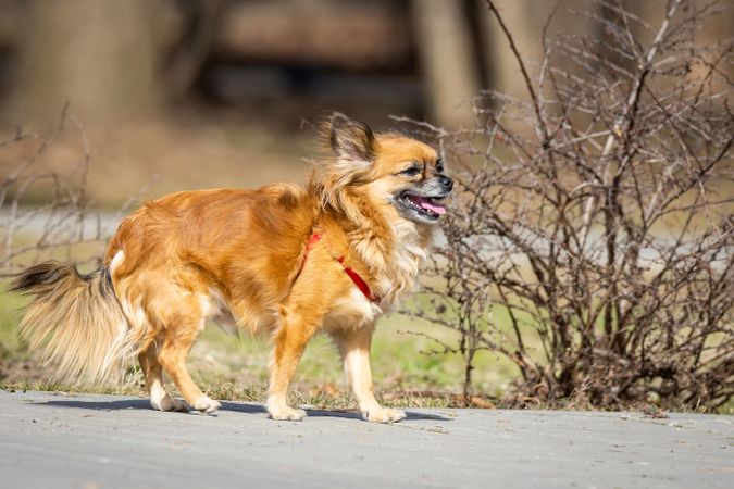 Pomeranian mix chihuahua dog on gray concrete road