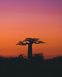 Wonderful sunset among giant baobabs