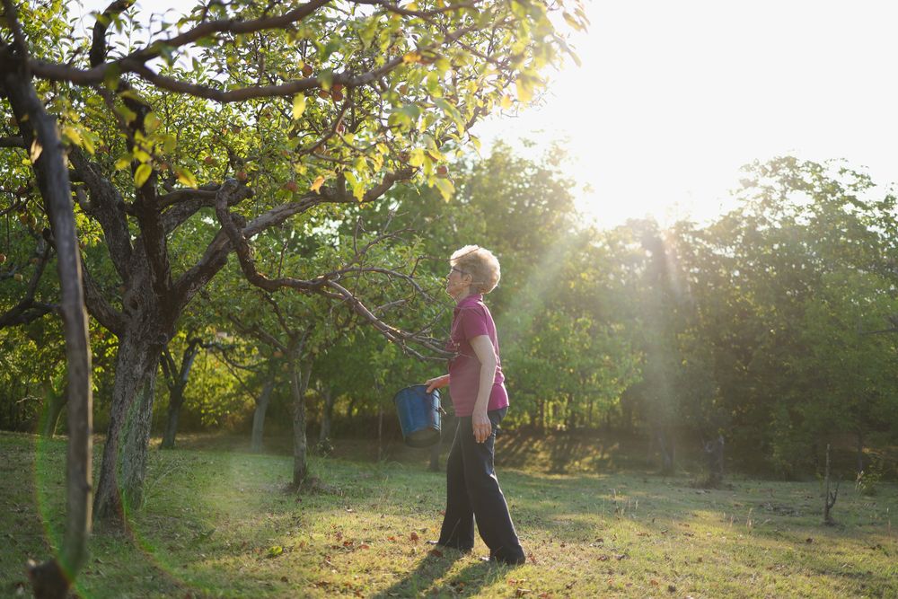 Mature Woman Picking UP Apples in Orchard.