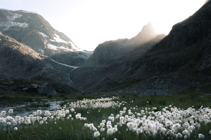 Fluffy dandelions on lawn in sunlight of rocky mountains under bright sky