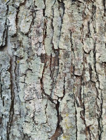 texture of the rough bark of a mahogany tree