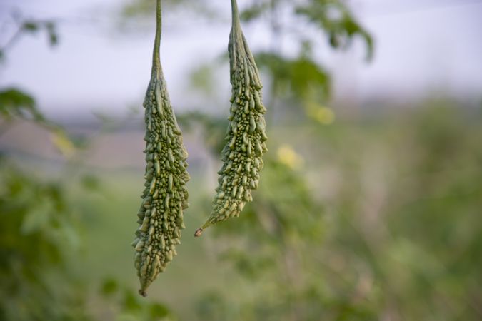 Bitter Gourd or Corolla raw healthy vegetable hanging on the garden tree with the blurry background