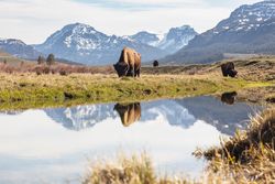 Bull bison grazing near lake in Yellowstone National Park
