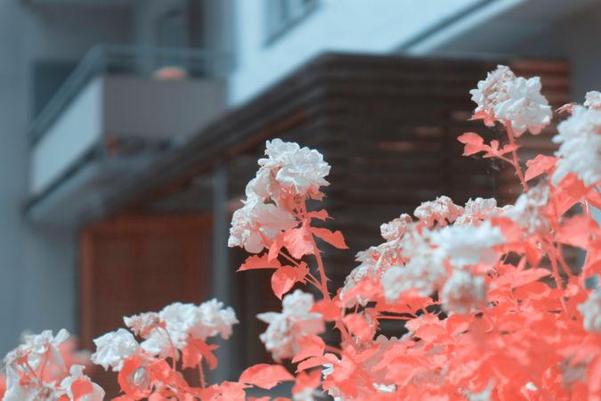 Infrared blooming bush near building