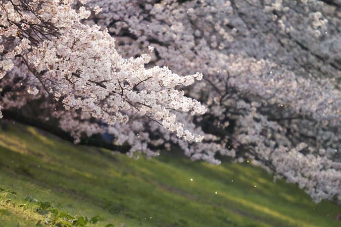 Cherry blossom branches hanging atop green grass
