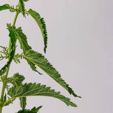 Nettle leaves and stalk on light background, side view