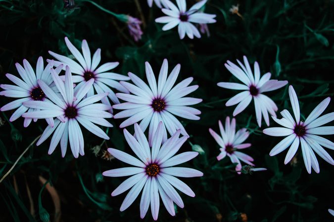 Group of Daisies With Purple Centers Blooming In A Dark Green Garden