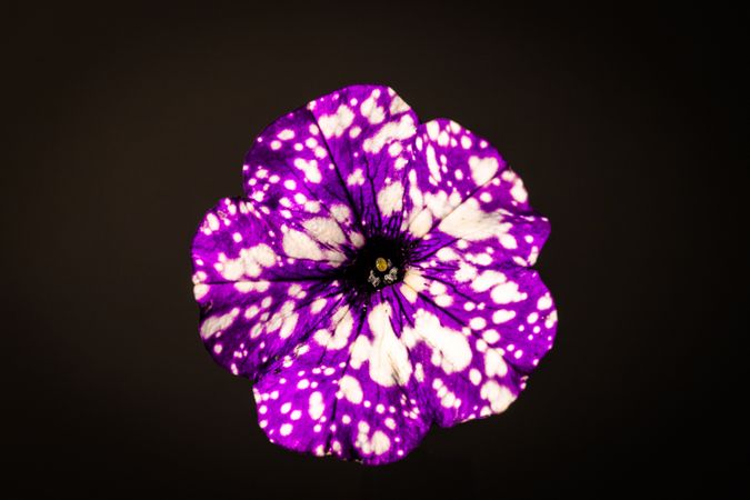 Center of petunia chess flower