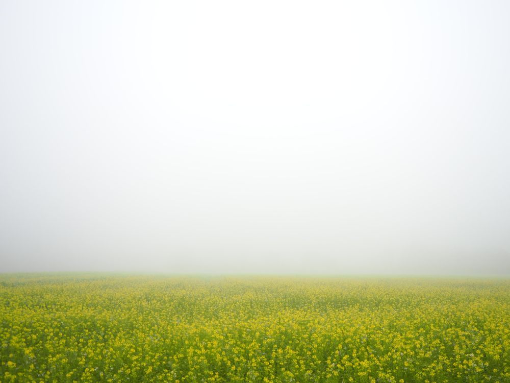 Grassland in Münster, North Rhine-Westphalia, Germany