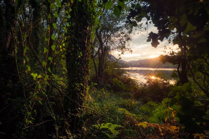 View of river and sunset sky through beautiful plants