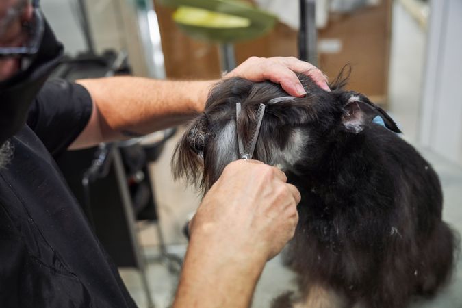 Crop professional groomer doing haircut to dog