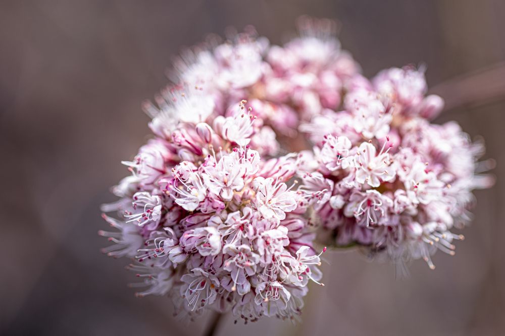 Light small flowers with pink streaks, close up