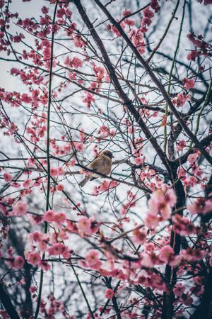 Sparrow on cherry blossom tree