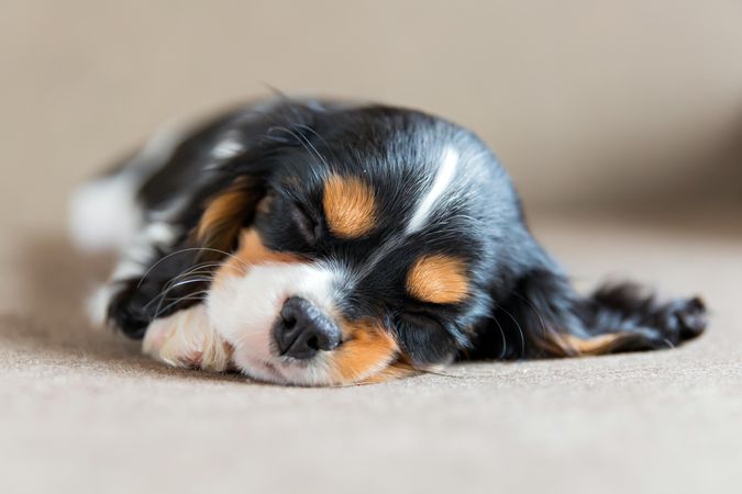 Close up cavalier spaniel sleeping with eyes closed