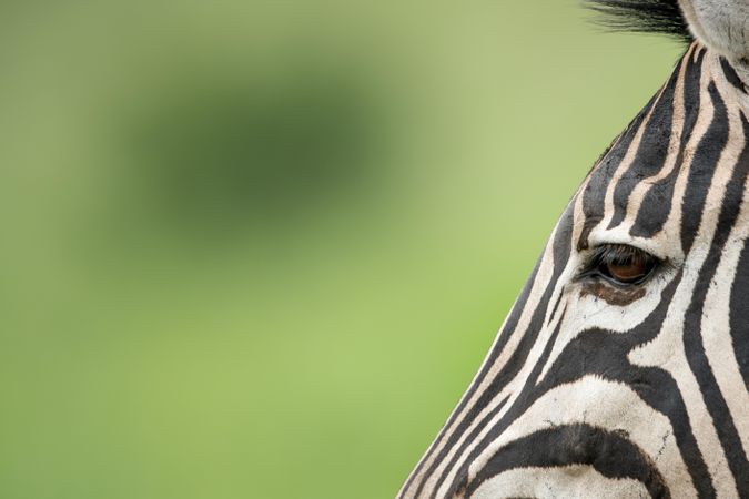 Zebra in close up
