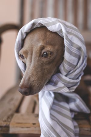 Little italian greyhound dog in a costume