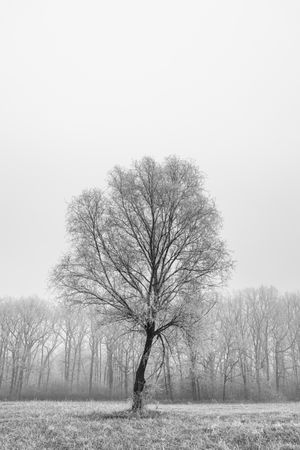 Tree standing on a wintry day