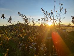 Sunrise