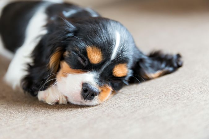 Close up cavalier spaniel sleeping with eyes closed on grey background