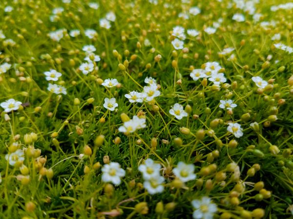 Irish moss with blossoms, landscape