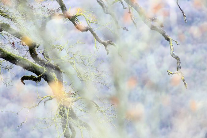 Green branches covered with moss