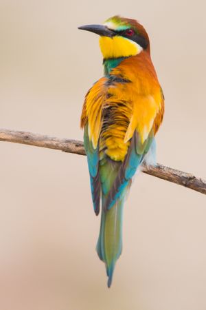 Bird standing on tree branch