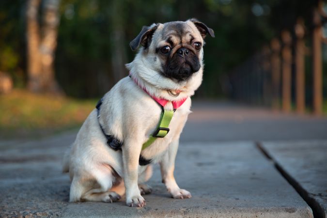 Pug Sitting on Park Alley Close Up