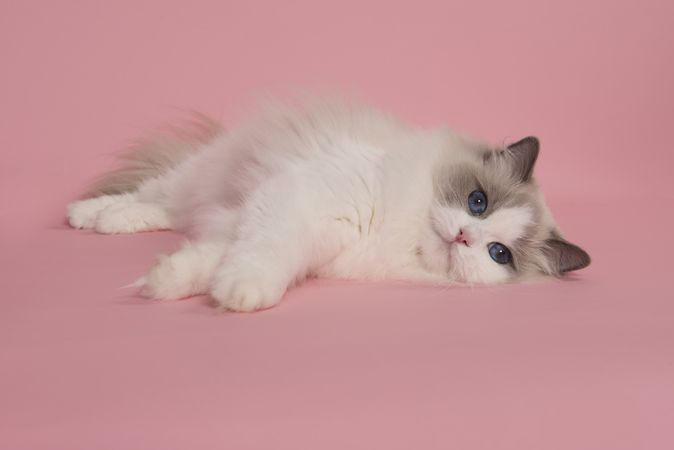 Relaxed Ragdoll cat lying down with blue eyes looking  at the camera on a pink background