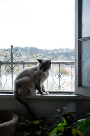 Pretty cat siting in front of open window